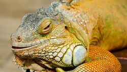 Sleeping dragon. Close-up portrait of a resting vibrant Lizard. Selective focus. Green Iguanas are native to tropical areas of Mexico, Central America, South America, and the Caribbean Stock Footage