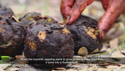 The Floating Farms of Bangladesh Instructional Video