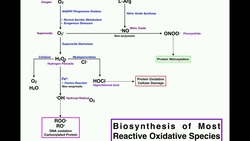 Biosynthesis of Major Reactive Oxidative Species Instructional Video