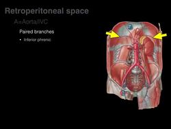 Retroperitoneal space and Retroperitoneal organs Instructional Video