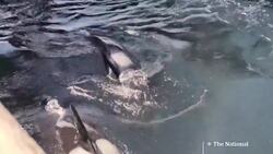#TheMoment a rare baby orca sighting brought people to tears News Clip