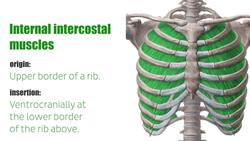 Neurovasculature of dorsal trunk and neck Instructional Video