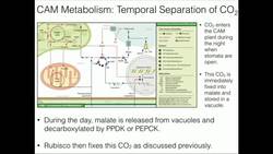 CAM Plant Metabolism Temporal Separation Instructional Video