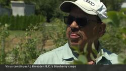 Scorch virus threatens B.C.’s blueberry crops News Clip