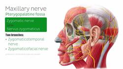 Maxillary nerve Instructional Video