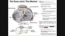 Anatomy of the Medial & Lateral Menisci Instructional Video