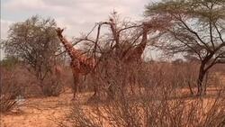 Conservation group warns of alarming decline in giraffe numbers News Clip