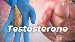 The Functions and Production of Testosterone in the Human Body Instructional Video