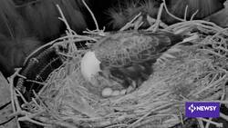 Zoo Miami Welcomes Two Bald Eaglets To New Nest News Clip