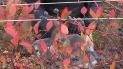 CLEAN : Scottish blueberry grower donates crop to charity amid rising costs News Clip