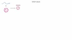 GCSE Biology - What are Stem Cells? Difference Between Embryonic and Adult Stem Cells #11 Instructional Video