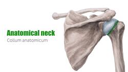 Arteries and nerves of the foot Instructional Video