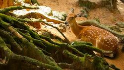Wildlife scene. Beautiful young fallow whitetail deer, wild mammal animal in forest surrounding. Spotted, Chitals, Cheetal, Axis, Cervus nippon or Japanese deer grazing in natural habitat in the sun. Stock Footage