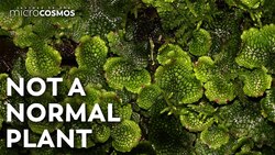 Liverworts Use The Rain To Make Their Clones Instructional Video