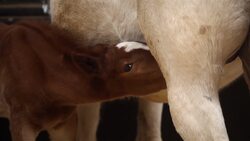 I WONDER - Do Mammals Lay Eggs? Instructional Video