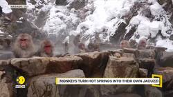 Japan's bathing macaques draw record tourists News Clip