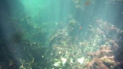 Underwater at Cenote in the Yucatán Peninsula, Mexico Stock Footage