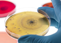 Factpack: Bacteria Instructional Video