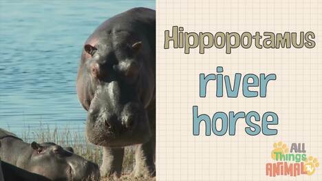 Discovering Hippos: The Mighty River Horses of Africa