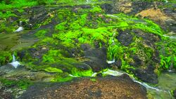 Chatsubomigoke Park at Nakanojo, Gunma, Japan Stock Footage