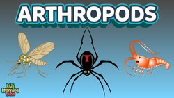 The Arthropods Complex Animals Insects Instructional Video