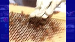 Can Hobby Beekeepers Save the Bees and the Ecosystem News Clip