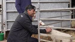 Rishi Sunak feeds lambs during visit to farm in Macclesfield News Clip