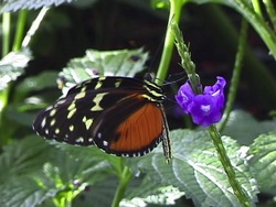 Animales simples: introducción Instructional Video