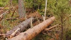 Broken forest after powerful storm Stock Footage