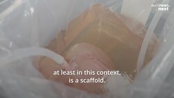 This US lab is bioengineering pig livers to one day transplant them into humans amid organ shortage News Clip