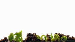 time lapse the growth of legumes plant on white background Stock Footage