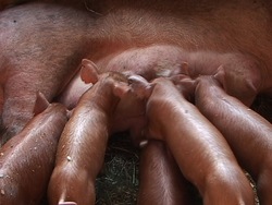 ¿Qué es un mamífero?: video de evaluación Instructional Video