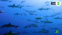 4 Mysterious Extinctions from Earth’s History Instructional Video