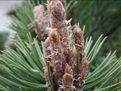 Exploring Plant Reproduction: Gymnosperm Reproduction Instructional Video