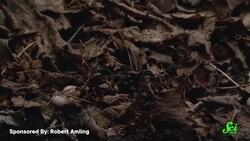 We Can't Find Most Of The World's Fungi Instructional Video