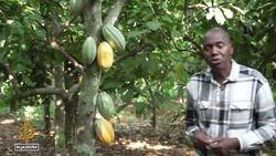 Cocoa plant diseases: Shortages are causing chocolate prices to surge Instructional Video