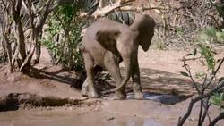 Visit an Elephant Sanctuary in Kenya Instructional Video