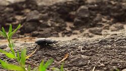 big female stag-beetle crawl on a ground Stock Footage