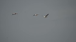 What's keeping Russia's pelicans away ? +REPLAY+ Instructional Video