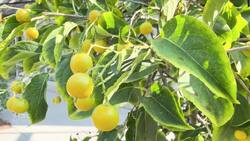 Kids enjoy nature during U of G's Indigenous Youth Exchange program News Clip