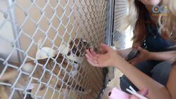 Tracy's Rescue Mission to Save Dogs in South Texas Shelters (A Dog's Journey Home) Instructional Video