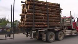 Price of lumber skyrockets after pandemic disrupts supply chain News Clip