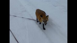 Seraphina in the Snow Instructional Video