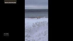 Roaming polar bear has people in the Labrador Straits area keeping an eye out News Clip