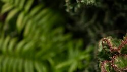 Leafless, spiny, evergreen desert plant cultivated as ornamental in botanical garden. Succulents background, natural pattern. Euphorbia crested cactus in greenhouse. Coral zigzag with pink spines. Stock Footage