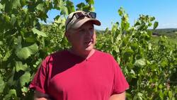 Hot, dry summer great for local wine, says N.S. vineyard owner News Clip
