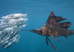 Migración: depredación Instructional Video