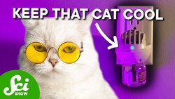 Can a Plug-In Really Improve Your Cat's Behavior? Instructional Video