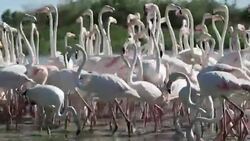Group of pink flamingos in 4k Stock Footage