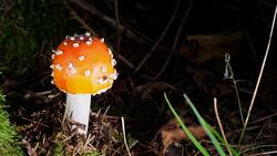 Macro Dolly: Fly agaric Stock Footage